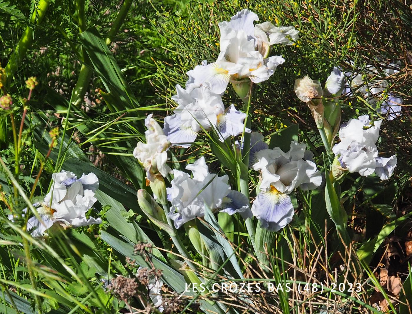 Iris, Bearded fruit